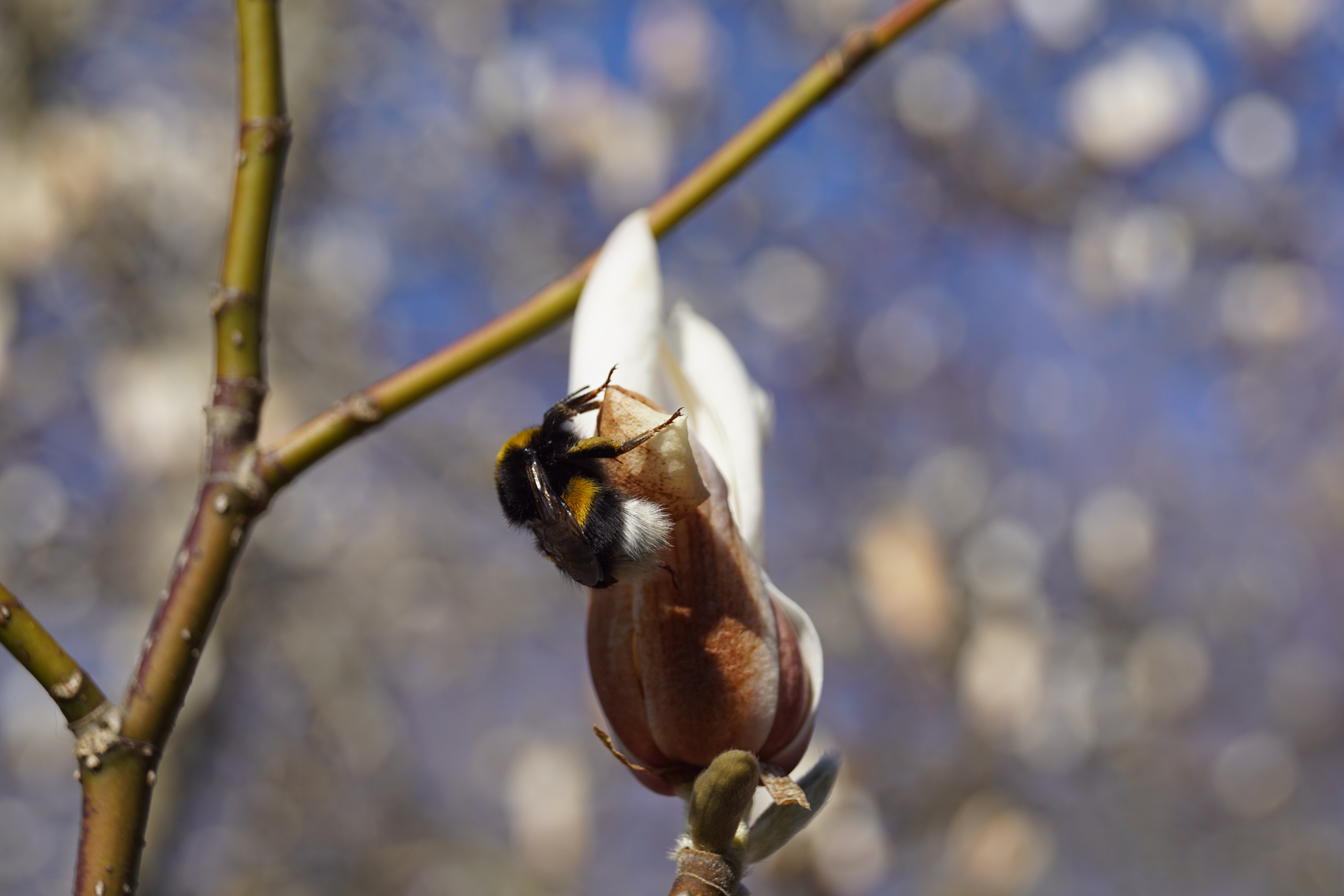 Magnolia kobus (1)